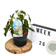 Hedera colchica 'Fall Favourite' 25-35 cm 3,0L