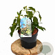 Hedera colchica 'Fall Favourite' 25-35 cm 3,0L
