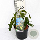 Hedera colchica 'Fall Favourite' 25-35 cm 3,0L