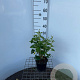 Hedera hel. 'Arborescens' 30-40 cm 2,5L