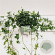 Hedera hel. 'Miniature Needlepoint' 30-40 cm 2,5L