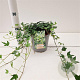 Hedera hel. 'Miniature Needlepoint' 30-40 cm 2,5L