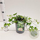 Hedera hel. 'Miniature Needlepoint' 30-40 cm 2,5L