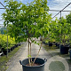 Heptacodium miconioides 175-200 cm 50L