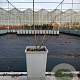 Hippophae rhamn. 'Friesd. Orange' 30-40 cm P15