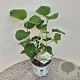 Hydrangea a. Strong Annabelle 30-35 cm 5,0L