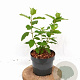 Hydrangea pan. 'Polar Bear' 25-30 cm 3,0L