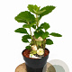 Hydrangea quercifolia 25-40 cm 3,0L