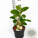 Hydrangea quercifolia 25-40 cm 3,0L