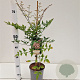 Nandina domestica 40-50 cm 2,5L
