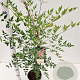 Nandina domestica 40-50 cm 2,5L