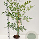 Nandina domestica 40-50 cm 2,5L