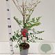 Nandina d. 'Richmond' 40-50 cm 2,5L