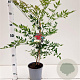 Nandina d. 'Richmond' 40-50 cm 2,5L