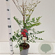 Nandina d. 'Richmond' 40-50 cm 2,5L