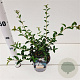 Osmanthus burkwoodii 30-40 cm 2,5L