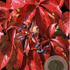 Parthenocissus q. Red Wall 200-250 cm 20L 3 stok
