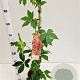 Parthenocissus quinquefolia 70-80 cm 2,5L