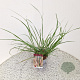 Pennisetum al. 'Redhead' 40-50 cm 2,5L