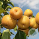Pyrus pyrifolia 'Olympic' 175-200 cm 7,5L Gestokt