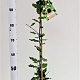 Quercus ilex 80-100 cm 3,0L