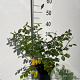 Rhus aromatica 'Grow-Low' 30-40 cm 3,0L