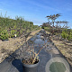 Sambucus nigra Black Lace 40-60 cm 7,5L