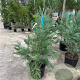 Sequoiadendron giganteum 100-125 cm 20L