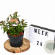 Spiraea jap. 'Anthony Waterer' 20-30 cm 3,0L
