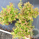 Spiraea jap. 'Anthony Waterer' 20-30 cm 3,0L