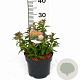 Spiraea jap. 'Anthony Waterer' 20-30 cm 3,0L