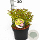 Spiraea jap. 'Firelight' 20-30 cm 3,0L