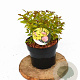 Spiraea jap. 'Firelight' 20-30 cm 3,0L