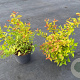 Spiraea jap. 'Firelight' 20-30 cm 3,0L