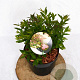 Spiraea jap. 'Genpei' 20-30 cm 3,0L