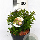 Spiraea jap. 'Genpei' 20-30 cm 3,0L