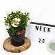 Spiraea jap. 'Genpei' 20-30 cm 3,0L