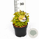 Spiraea jap. 'Golden Princess' 20-30 cm 3,0L