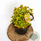 Spiraea jap. 'Golden Princess' 20-30 cm 3,0L