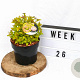 Spiraea jap. 'Golden Princess' 20-30 cm 3,0L