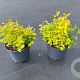Spiraea jap. 'Golden Princess' 20-30 cm 3,0L