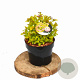 Spiraea jap. 'Golden Princess' 20-30 cm 3,0L