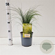 Stipa tenuissima 'Ponytails' 20-30 cm 2,5L