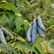Decaisnea fargesii 200-250 cm draadkluit struik
