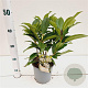 Viburnum davidii 20-30 cm 2,5L