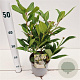 Viburnum davidii 20-30 cm 2,5L