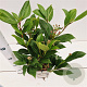 Viburnum davidii 20-30 cm 2,5L