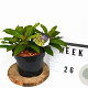 Viburnum davidii 30-50 cm 5,0L