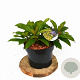 Viburnum davidii 30-50 cm 5,0L