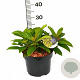 Viburnum davidii 30-50 cm 5,0L